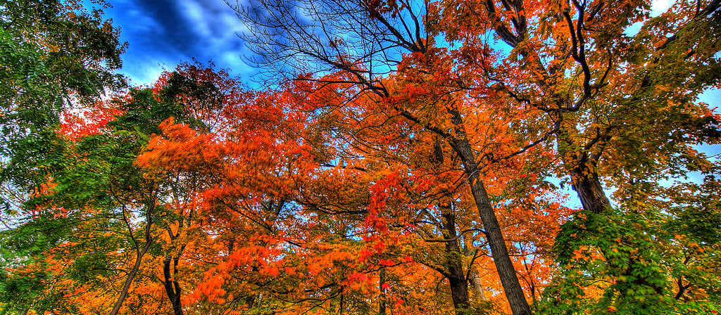 Fall is officially now here!