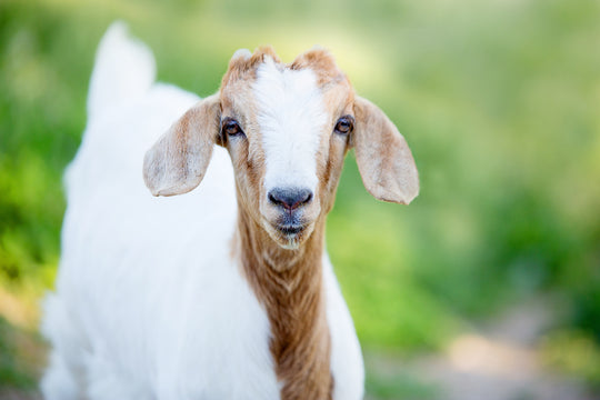 How to Keep Skin Youthful with Goats Milk